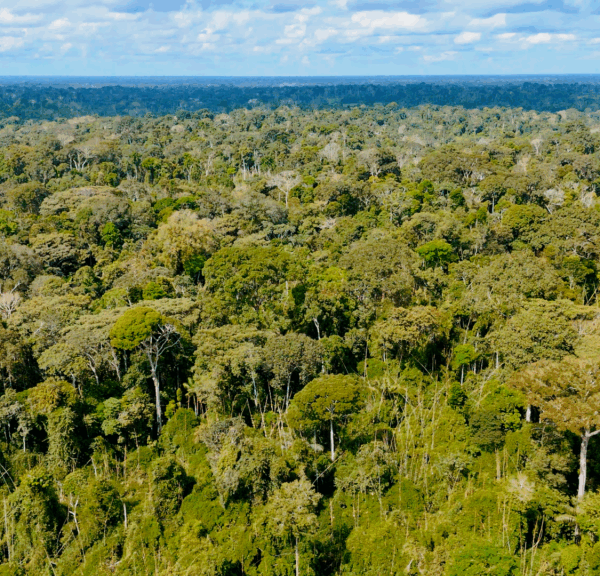 Nova norma permite embargo remoto em áreas com irregularidades ambientais&hellip;