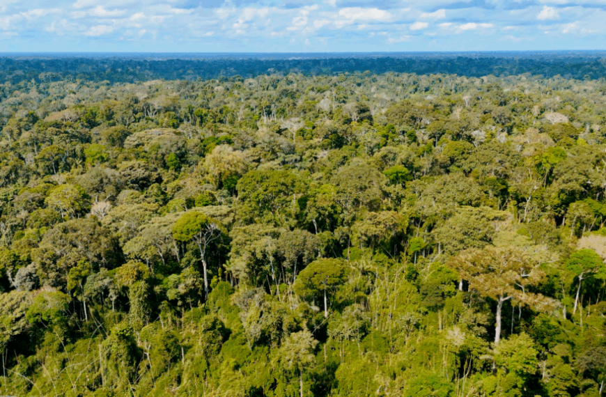 Nova norma permite embargo remoto em áreas com irregularidades ambientais&hellip;