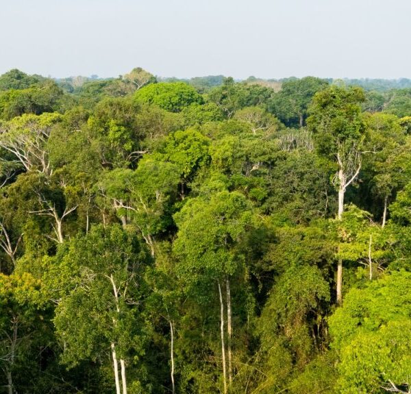 Acre reduz desmatamento em 43,6% em 2025 e registra uma&hellip;